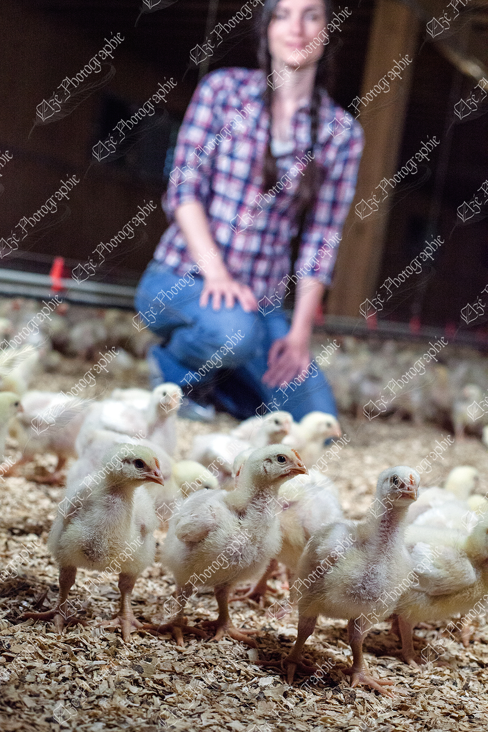 elze_photo_9061_poussins_agriculture_animal_broiler_chicken_farm