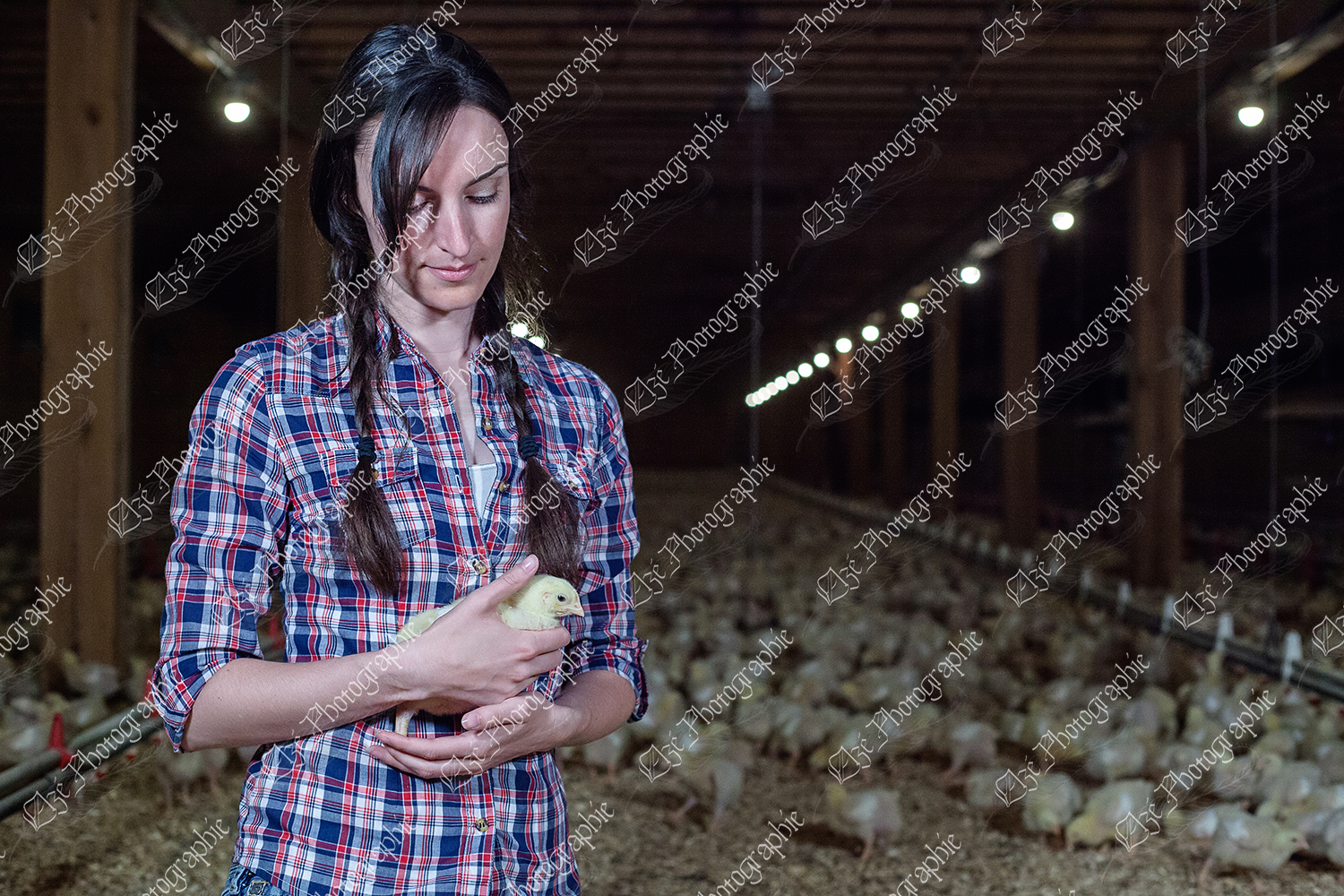 elze_photo_9068_tendresse_poussin_agricultrice_broiler_chicken_farm