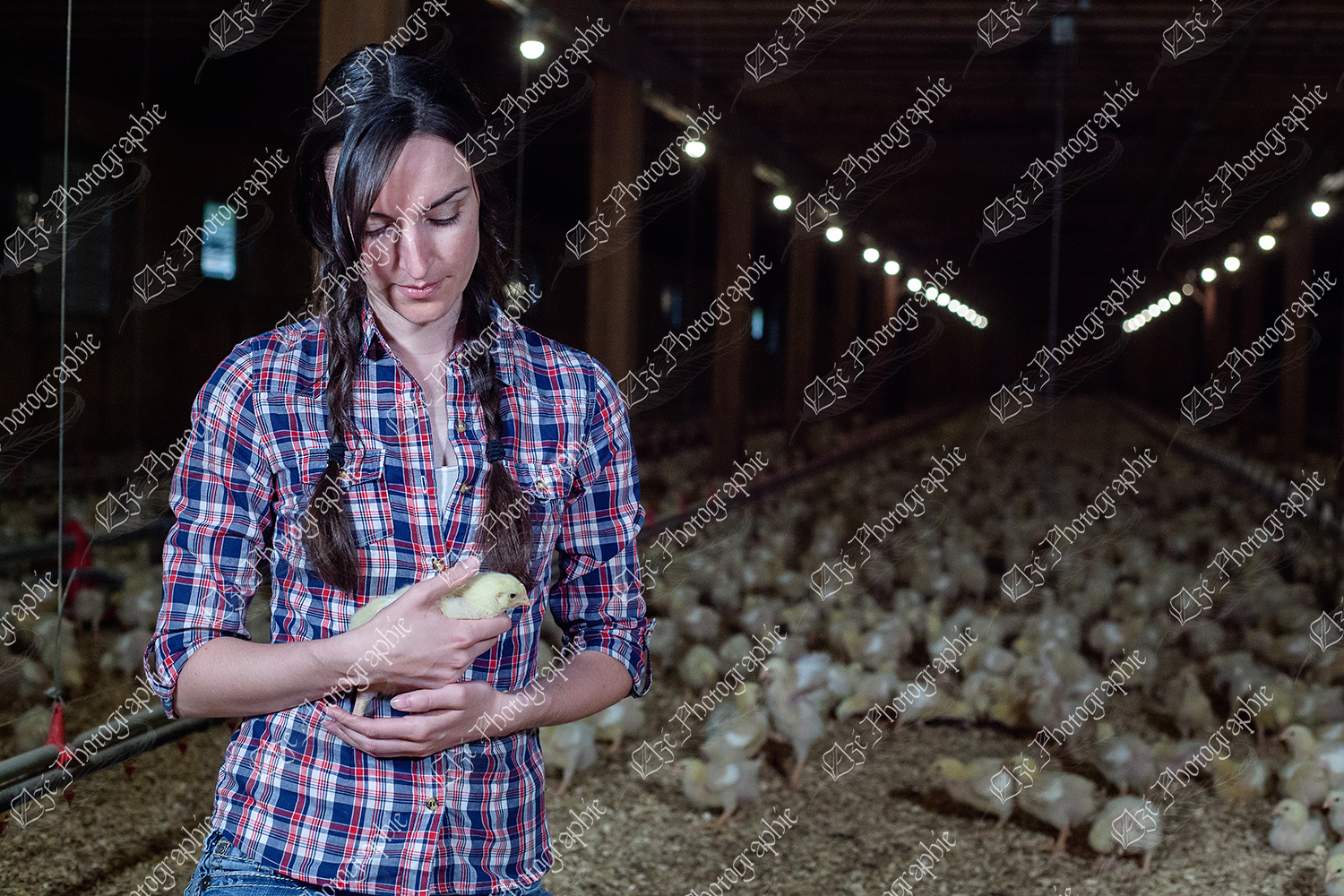 elze_photo_9070_agriculture_elevage_poulets_chicken_lady
