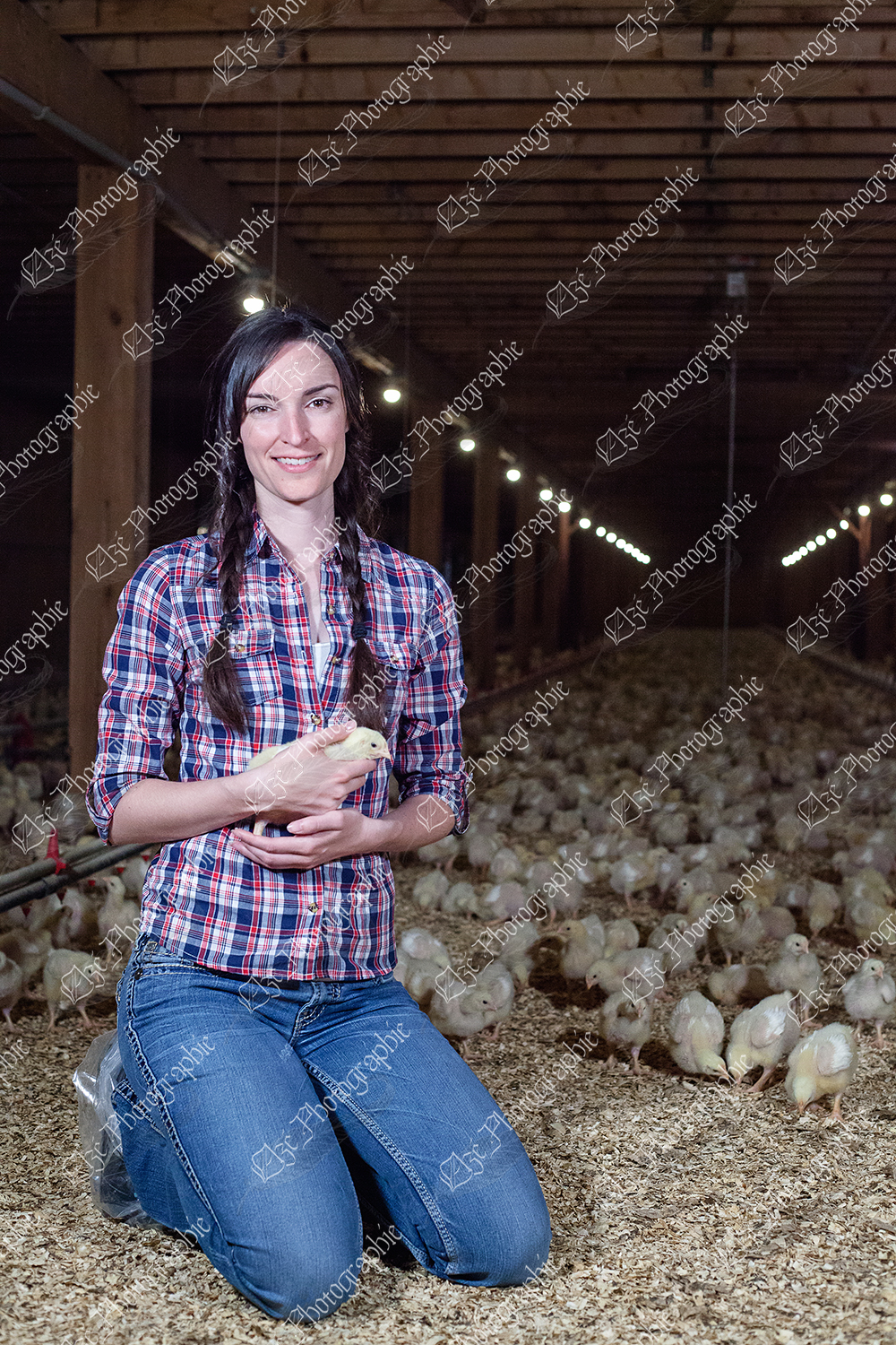 elze_photo_9078_sciure_de_bois_agricultrice_poussins_chickens_barn