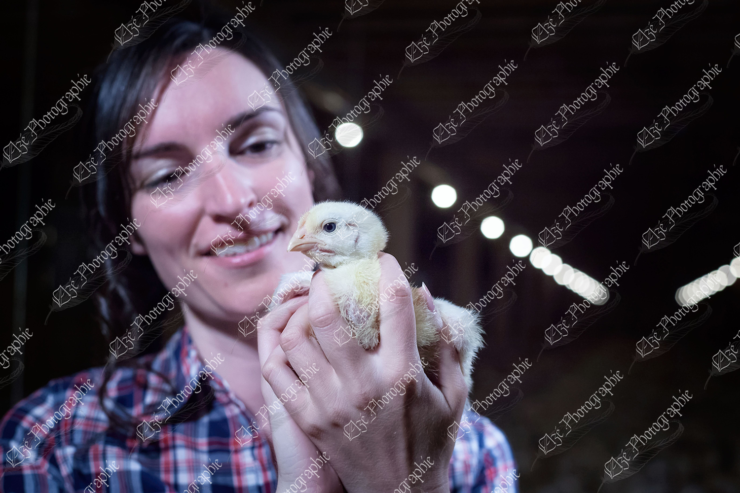 elze_photo_9158_ferme_avicole_volaille_young_chick_lights