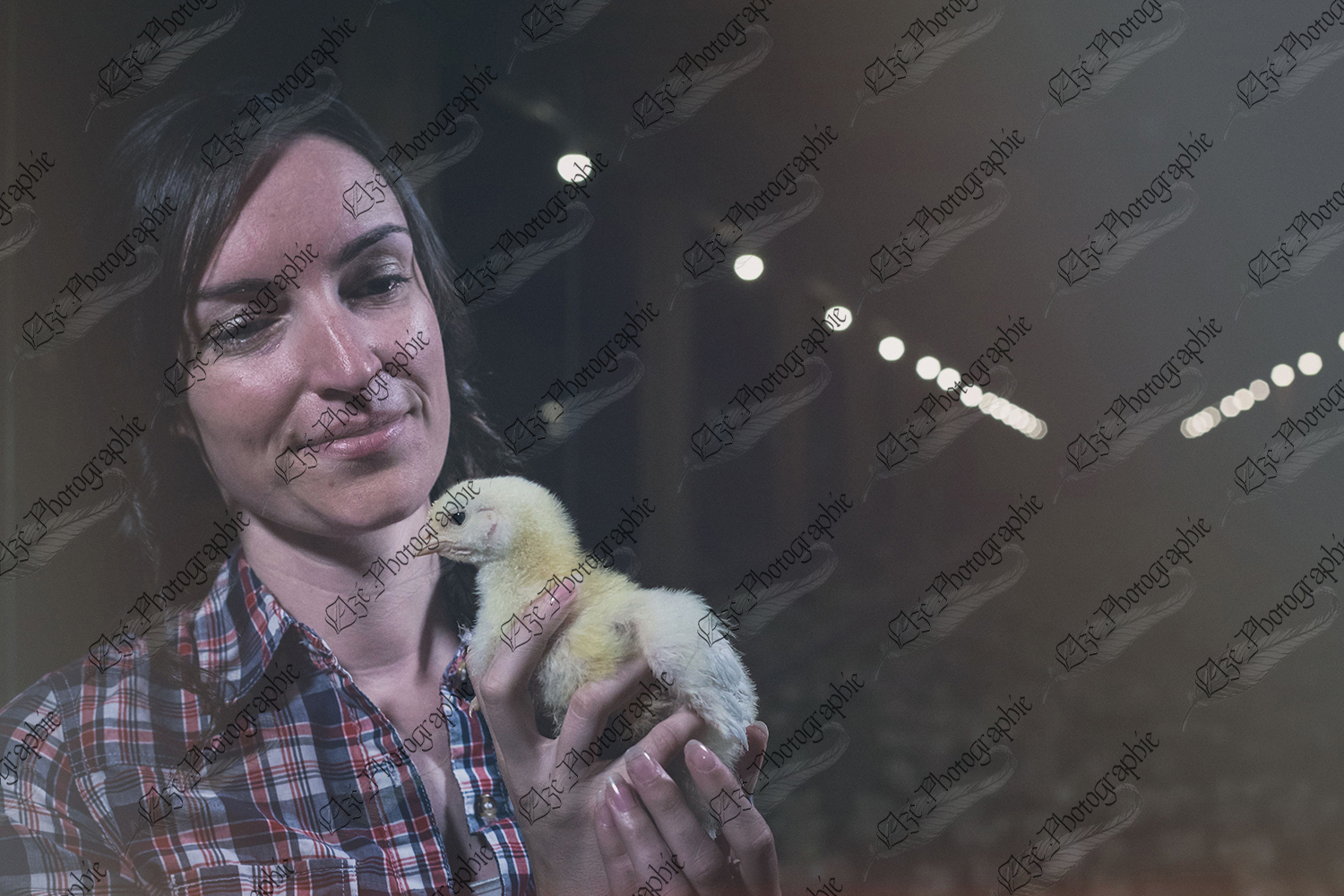 elze_photo_9173_avicole_agricultrice_poulet_young_batch_chicks