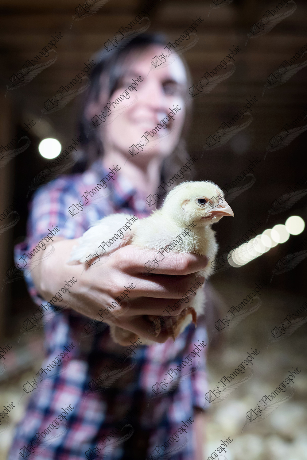 elze_photo_9195_poulet_griller_agriculture_broiler_chicken_farm