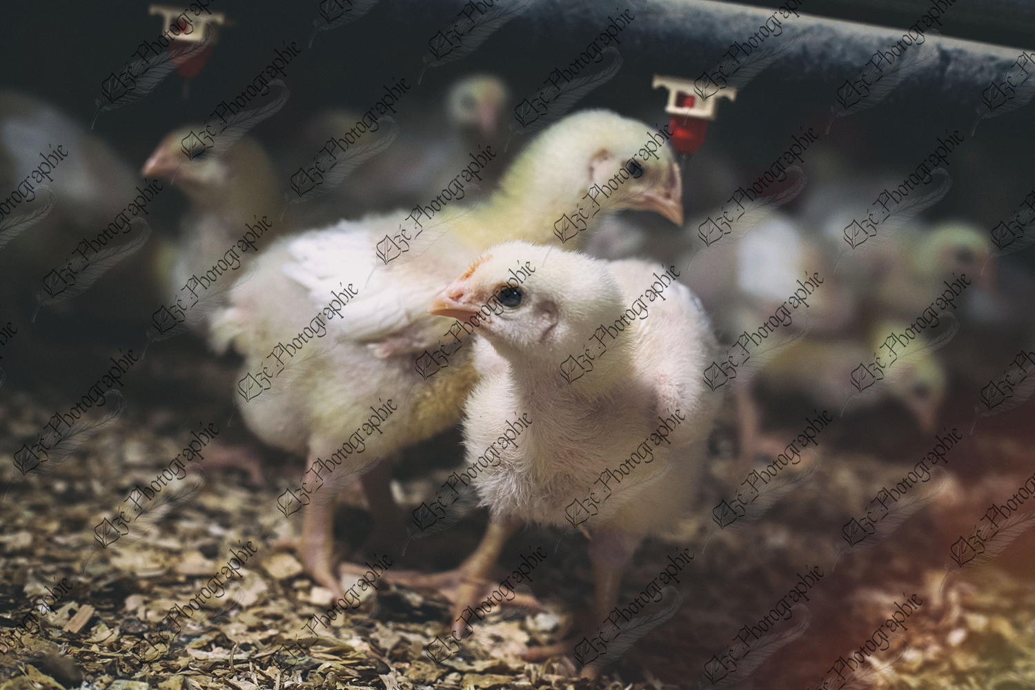 elze_photo_9201_litiere_elevage_poulet_poultry_farm