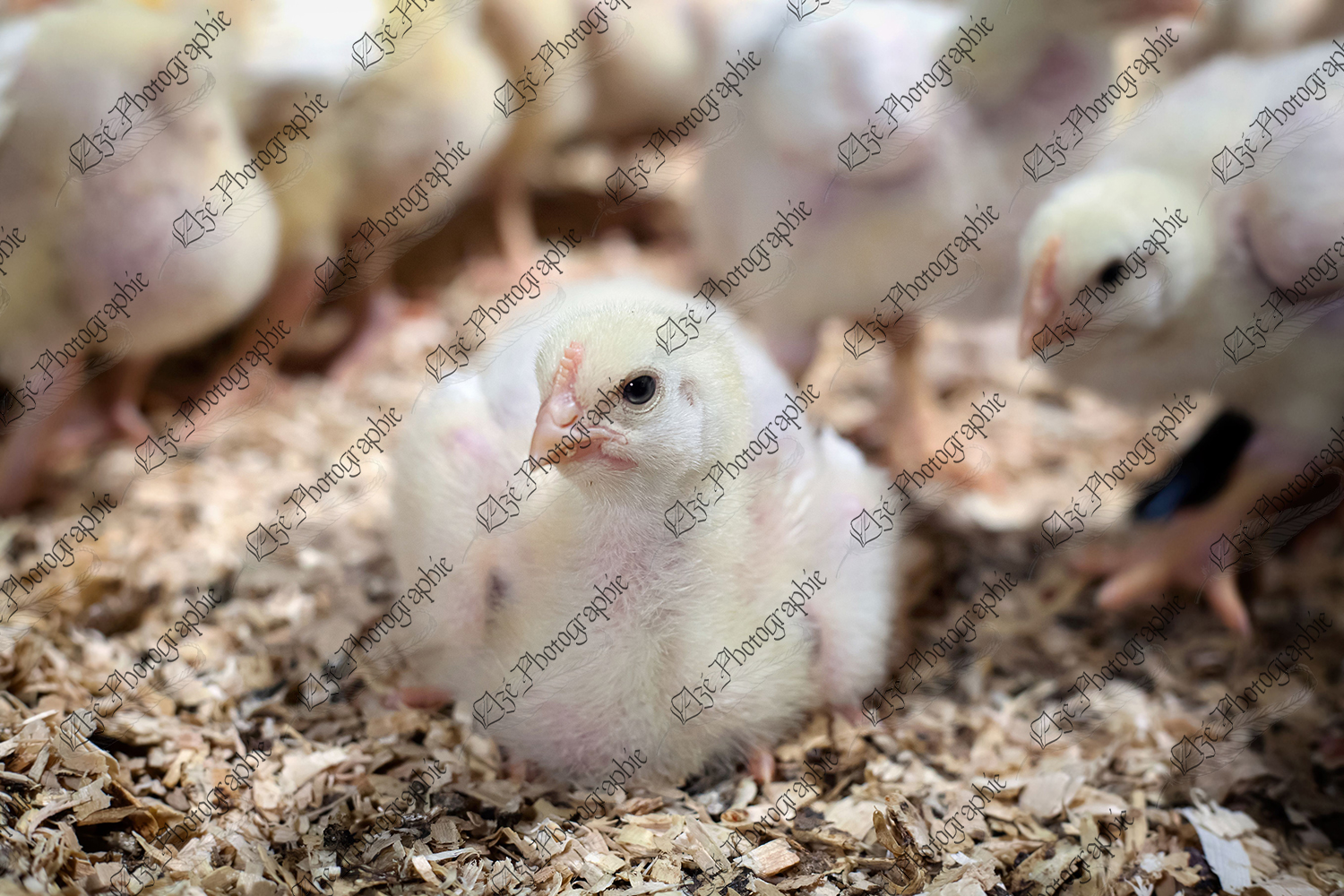 elze_photo_9213_litiere_poussin_repos_chick_lying_wood_shavings