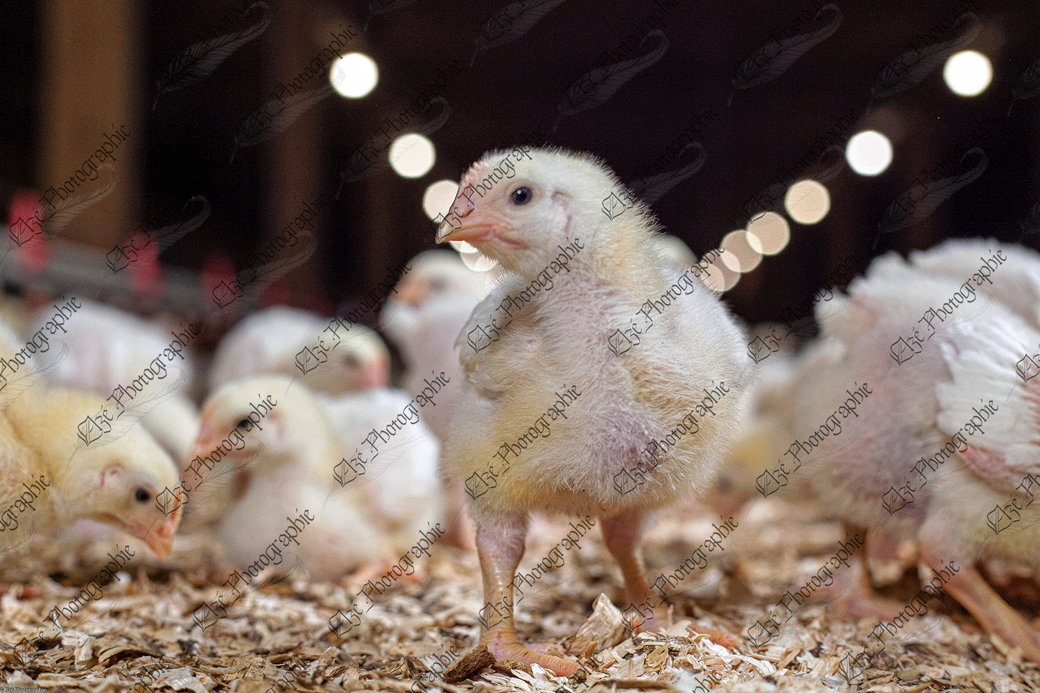 elze_photo_9220_superheros_poussin_volaille_chick_posing_proudly_group