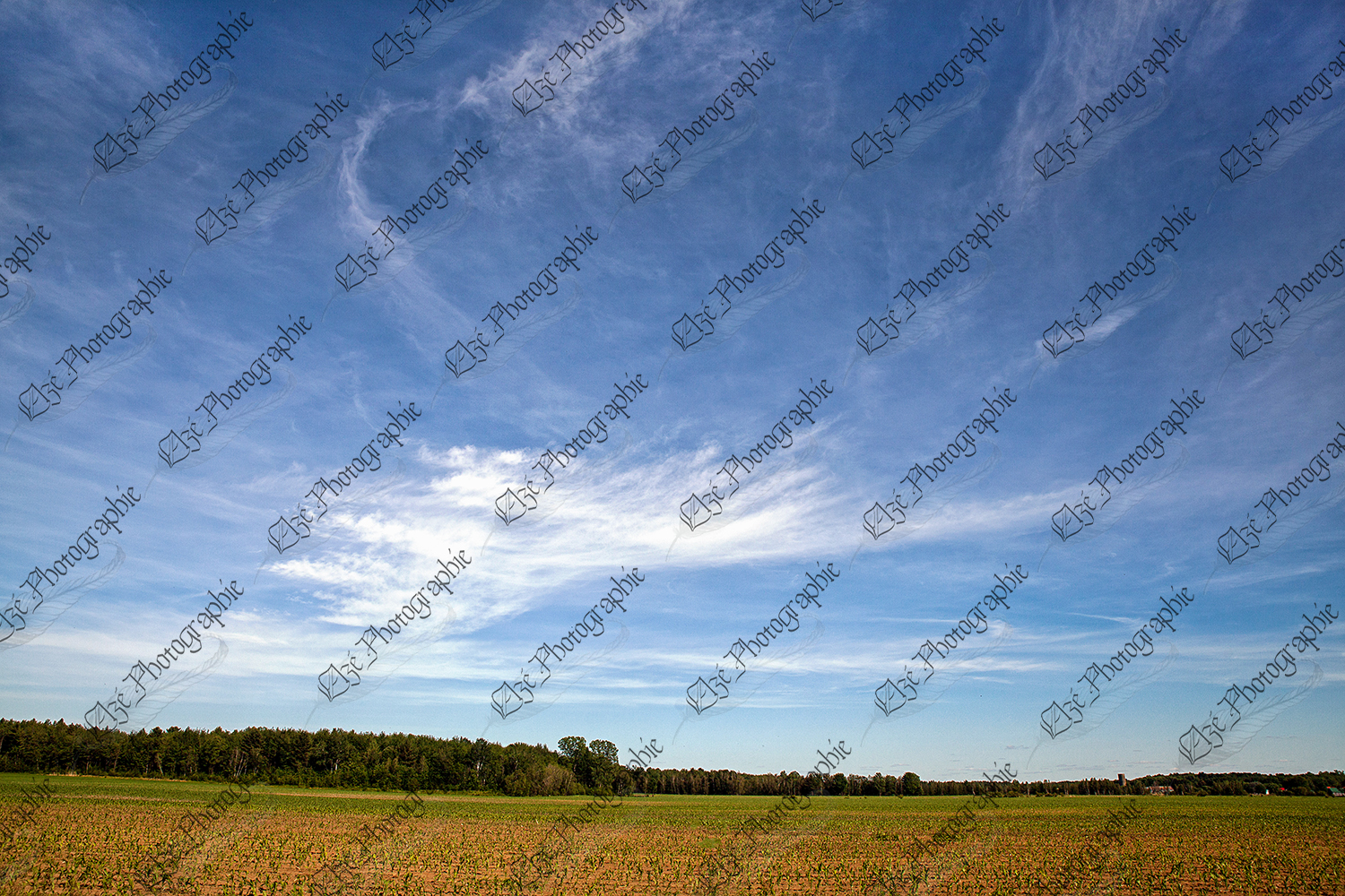elze_photo_9254_champ_cultive_mais_conventionnel_field_countryside