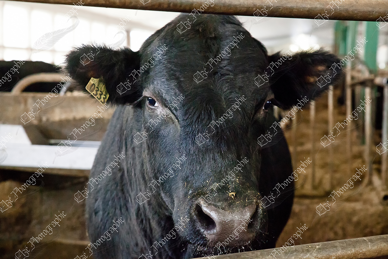 elze_photo_9570_taureau_de_boucherie_face_reproduction_dairy_farm_bull