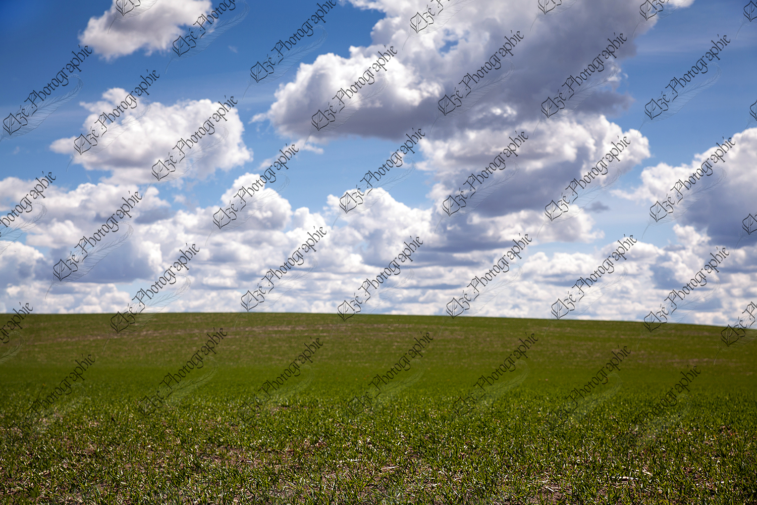 elze_photo_9953_campagne_culture_nuages_alfalfa_field_after_harvest