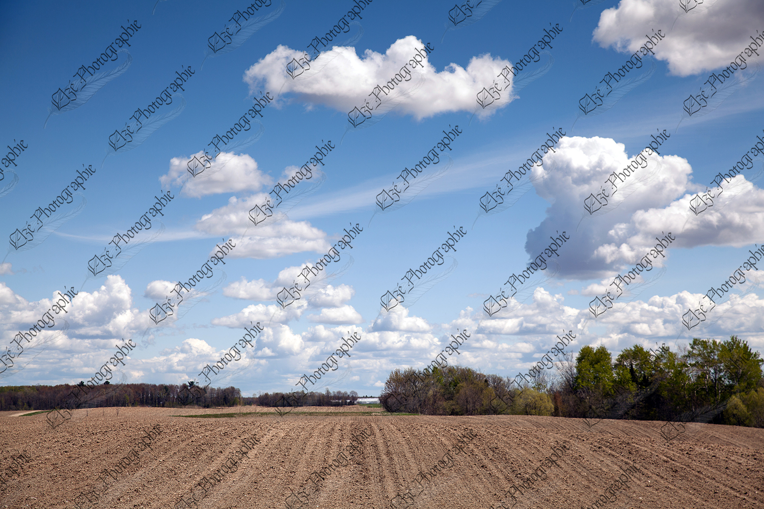 elze_photo_9961_terre_campagne_champ_freshly_sown_corn_field