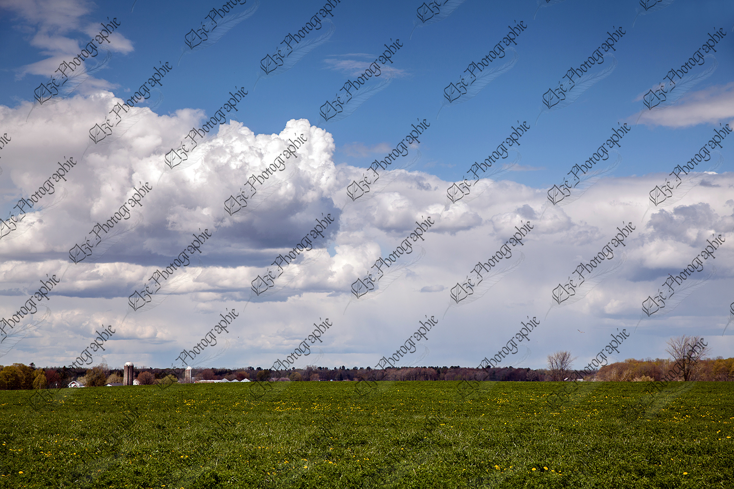 elze_photo_9962_nuages_culture_trefle_green_hay_field