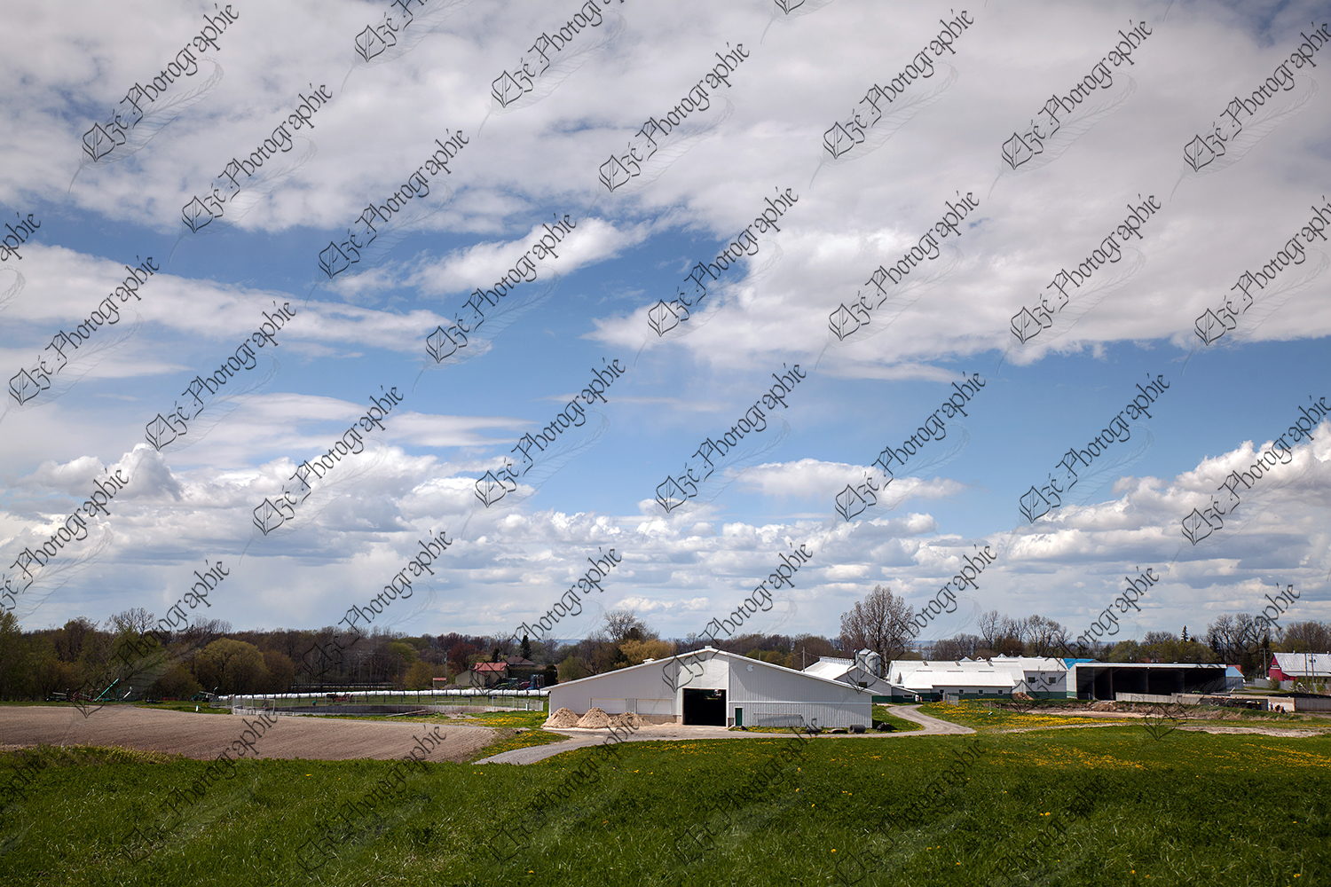 elze_photo_9967_batiment_laitier_ete_large_new_construction_dairy_farm
