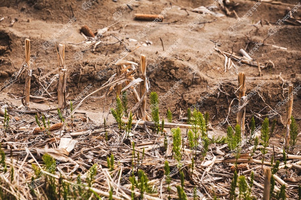elze_photo_0002_prele_sol_sablonneux_return_from_cultivation_loose_soil_corn
