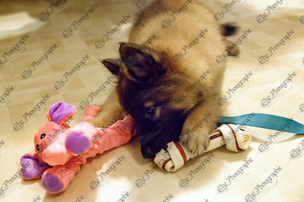 elze_photo_0041_chiot_femelle_berger_belge_puppy_playing