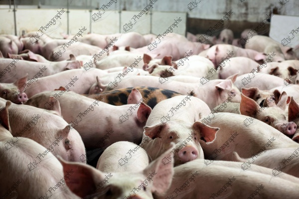elze_photo_0330_troupeau_porcs_porcin_pig_farm