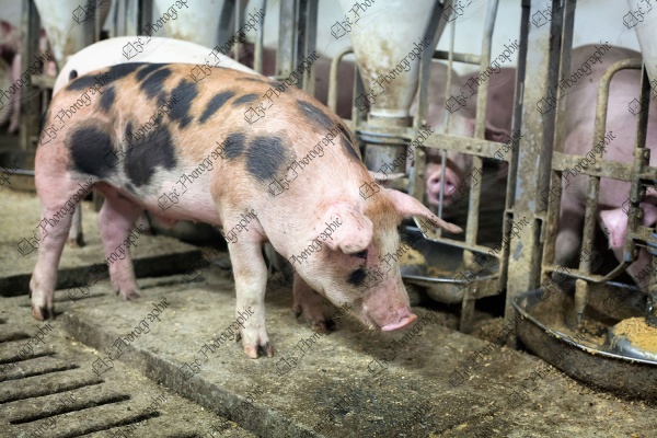 elze_photo_0392_porcherie_mangeoire_cochon_feeding_station