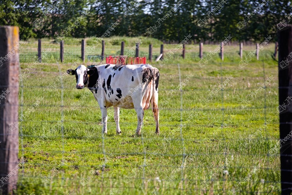 elze_photo_1230_tarie_exterieur_paturage_common_pasture_cow