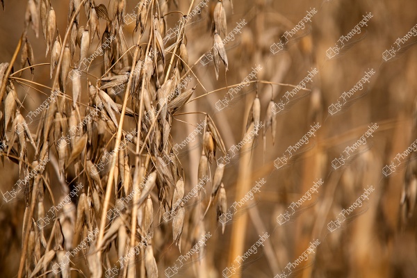 elze_photo_1231_recolte_champs_avoine_oat_harvest