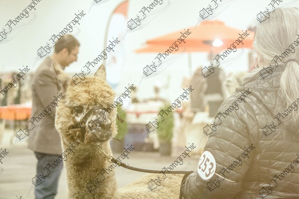 elze_photo_2116_presentation_alpaga_femelle_show_livestock_alpaca