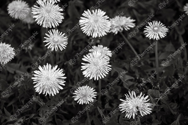 elze_photo_2241_gazon_partere_pissenlit_dandelion_lawn_weed
