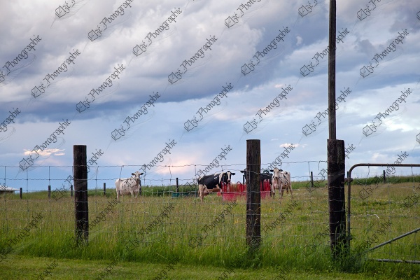 elze_photo_2338_ete_vache_campagne_grazing_cows
