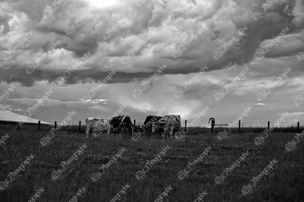 elze_photo_2345_vaches_paturage_mangeoire_cows_eating