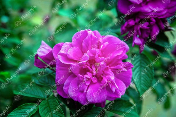 elze_photo_2358_fleur_rose_rosier_summer_roseate