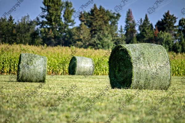 elze_photo_2429_recolte_alimentation_foin_grass_agricultural