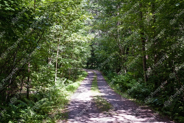 elze_photo_3150_chemin_ensoleille_nature_summer_forest