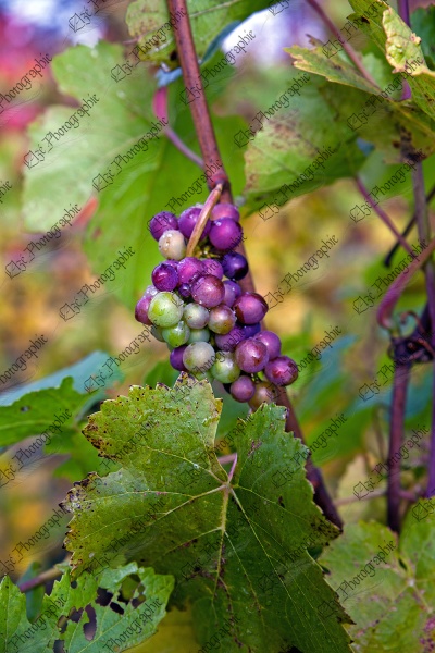 elze_photo_3299_vignoble_raisin_vin_seedling_grape
