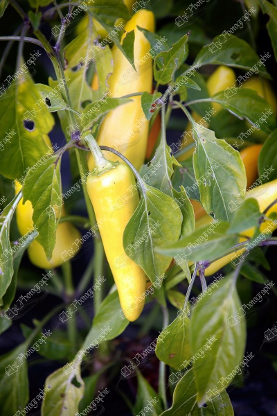 elze_photo_4666_piment_fort_frais_yellow_hot_pepper