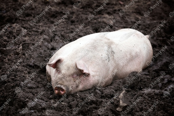 elze_photo_4683_terre_cochon_bien_pig_sleeping_dirt