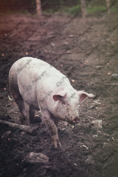 elze_photo_4688_truie_libre_terre_sow_walking_mud