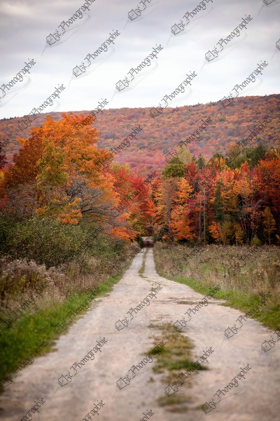 elze_photo_4709_route_automne_beaute_path_mountain_forest