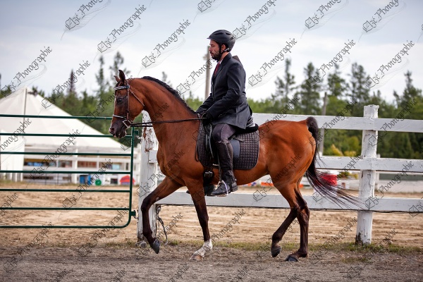 elze_photo_5464_cheval_rene_dressage_horse_horseback_riding