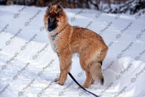 elze_photo_5904_femelle_hiver_chien_dog_snow