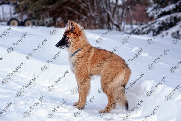 elze_photo_5905_chien_chiot_elevage_dog_winter