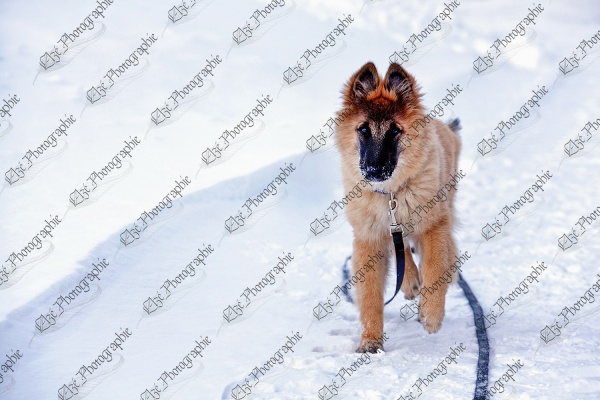elze_photo_5913_chien_promenade_femelle_puppy_snow