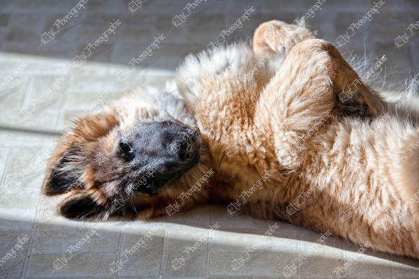 elze_photo_5927_chiot_femelle_berger_dog_sun