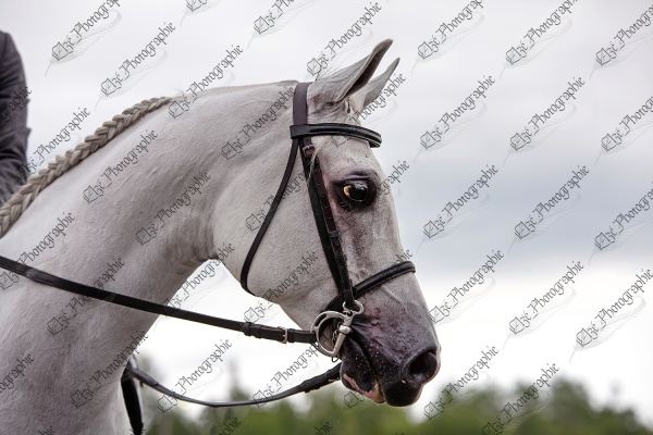 elze_photo_5948_cheval_arabe_bride_horseshow_strap