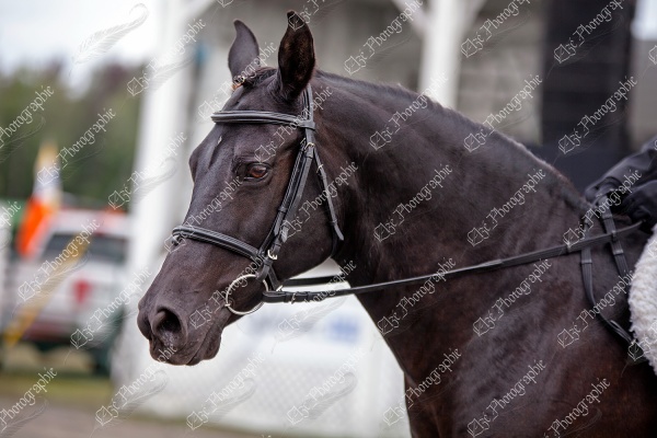 elze_photo_6010-1_tete_cheval_classic_horse_show