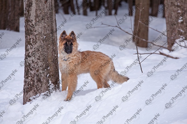 elze_photo_6033_chiot_berger_belge_race_maple_forest_puppy
