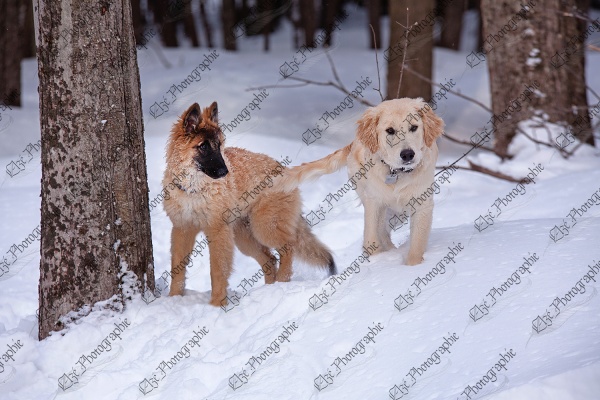 elze_photo_6036_chiens_printemps_foret_puppies_snow