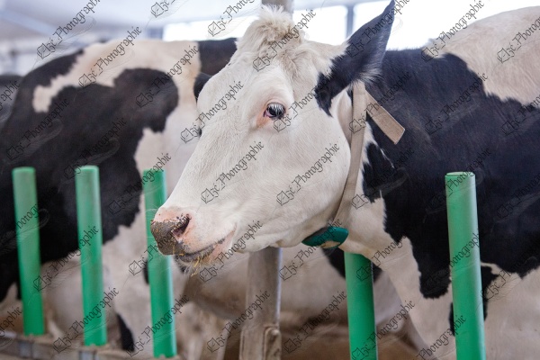 elze_photo_6056_stabulation_libre_etable_holstein_confortable_cow