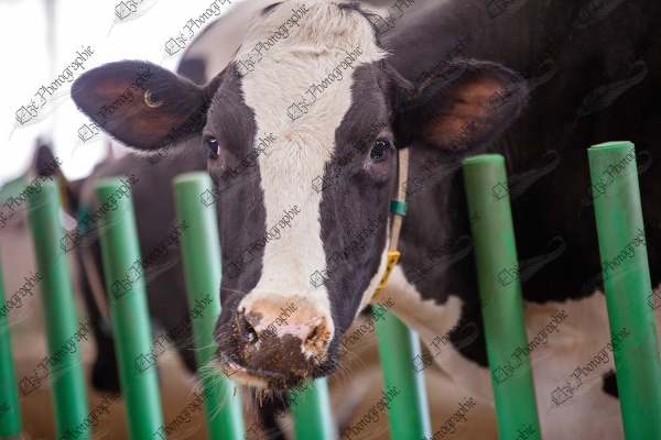 elze_photo_6059_barriere_ergonomique_vache_cow_look_farm