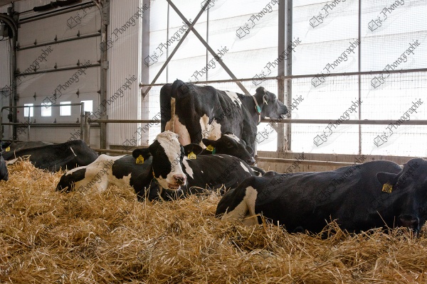 elze_photo_6063_groupe_vaches_repos_group_of_cows_bed