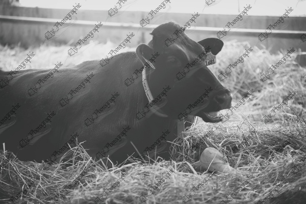 elze_photo_6099_paille_vache_bien_etre_cow_lying_comfortably_straw