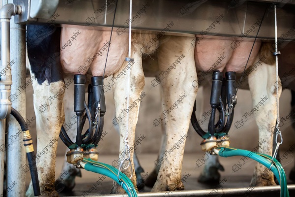 elze_photo_6133_vaches_holstein_traite_cow_milking_machine