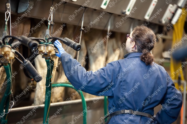 elze_photo_6135_salon_traite_employee_milker_milking_parlor