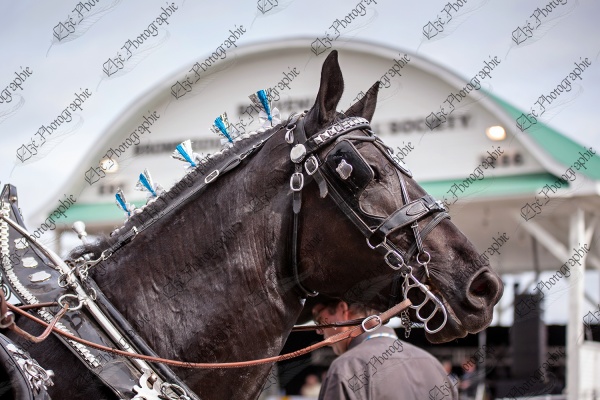 elze_photo_6364_cheval_percheron_attelage_harness_black_horse